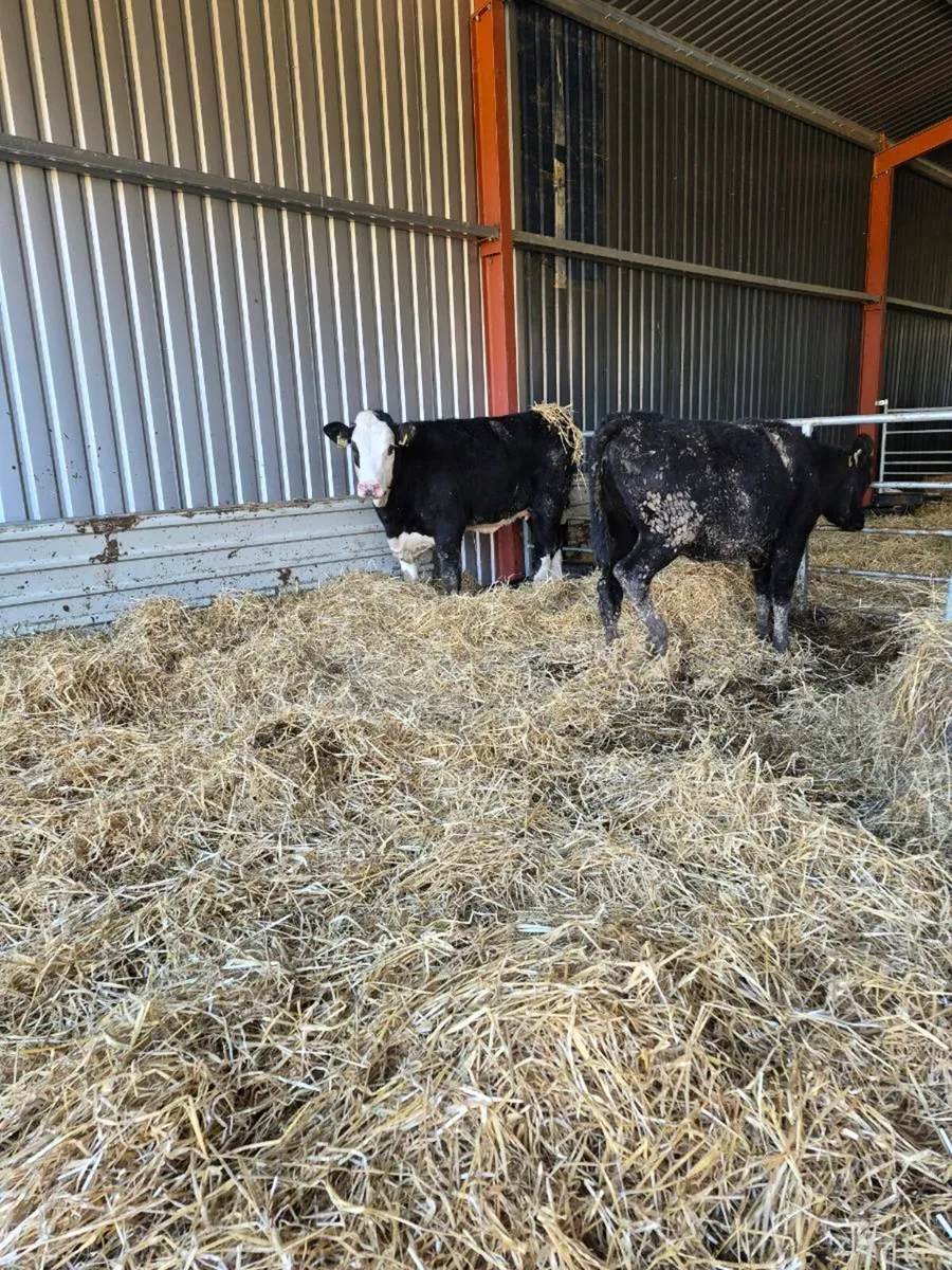 Heifers weanlings - Image 2