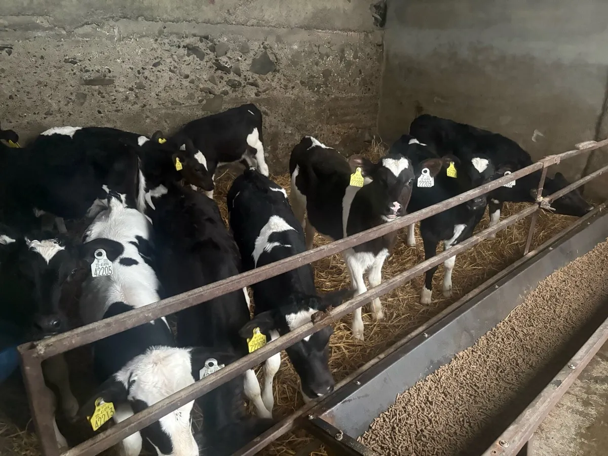 Friesan Heifer Calve - Image 3