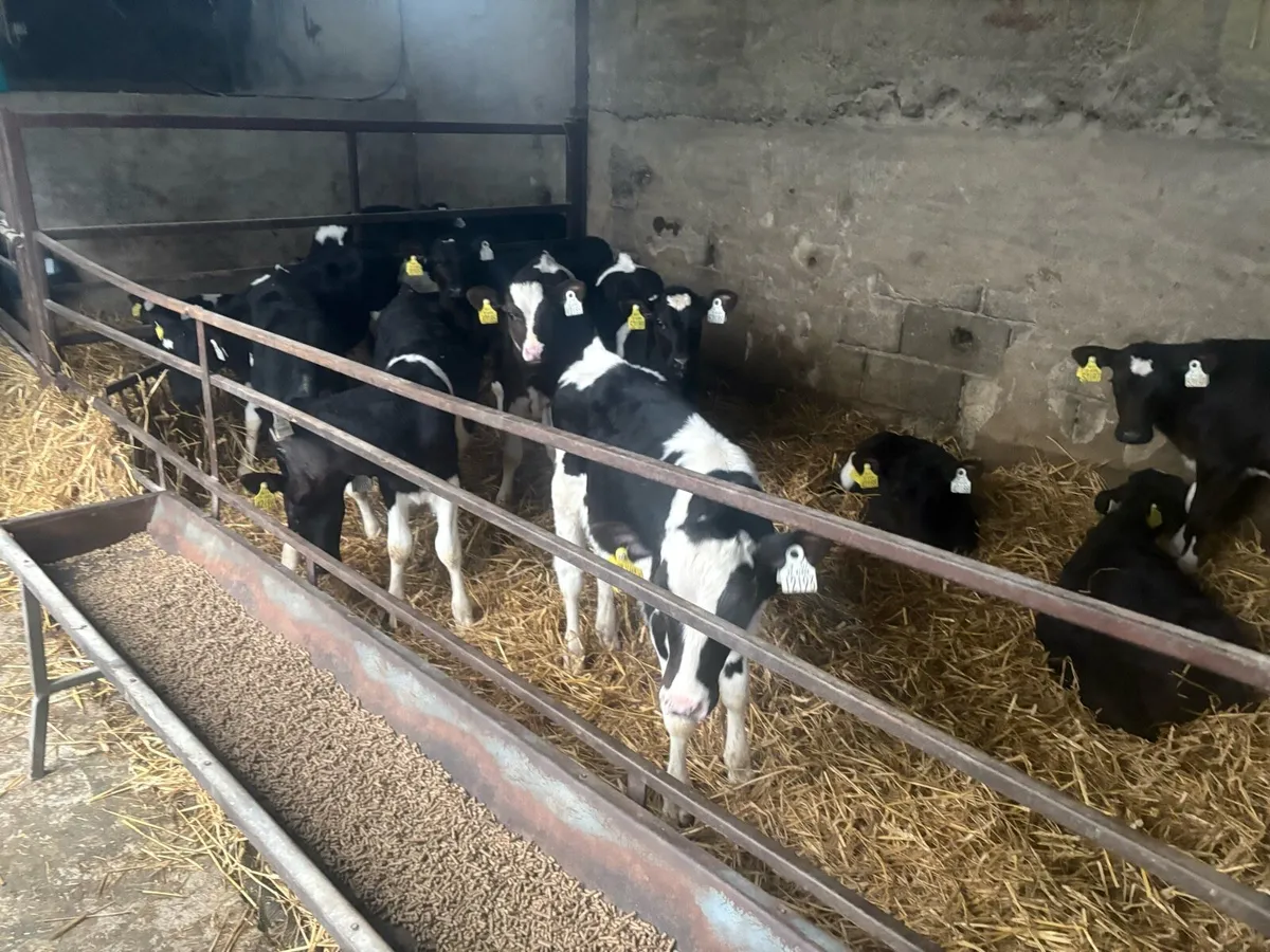 Friesan Heifer Calve - Image 4