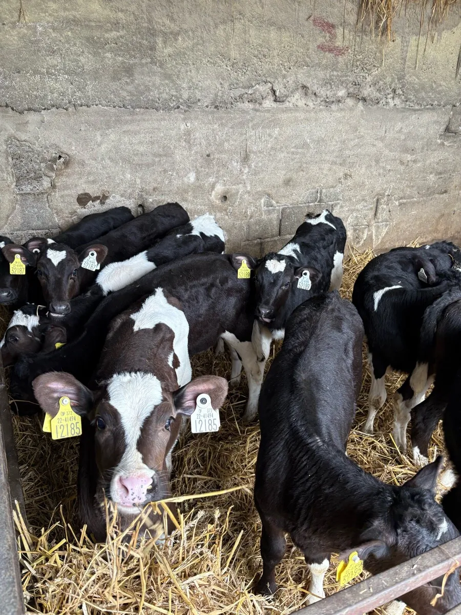 Friesan Heifer Calve - Image 1