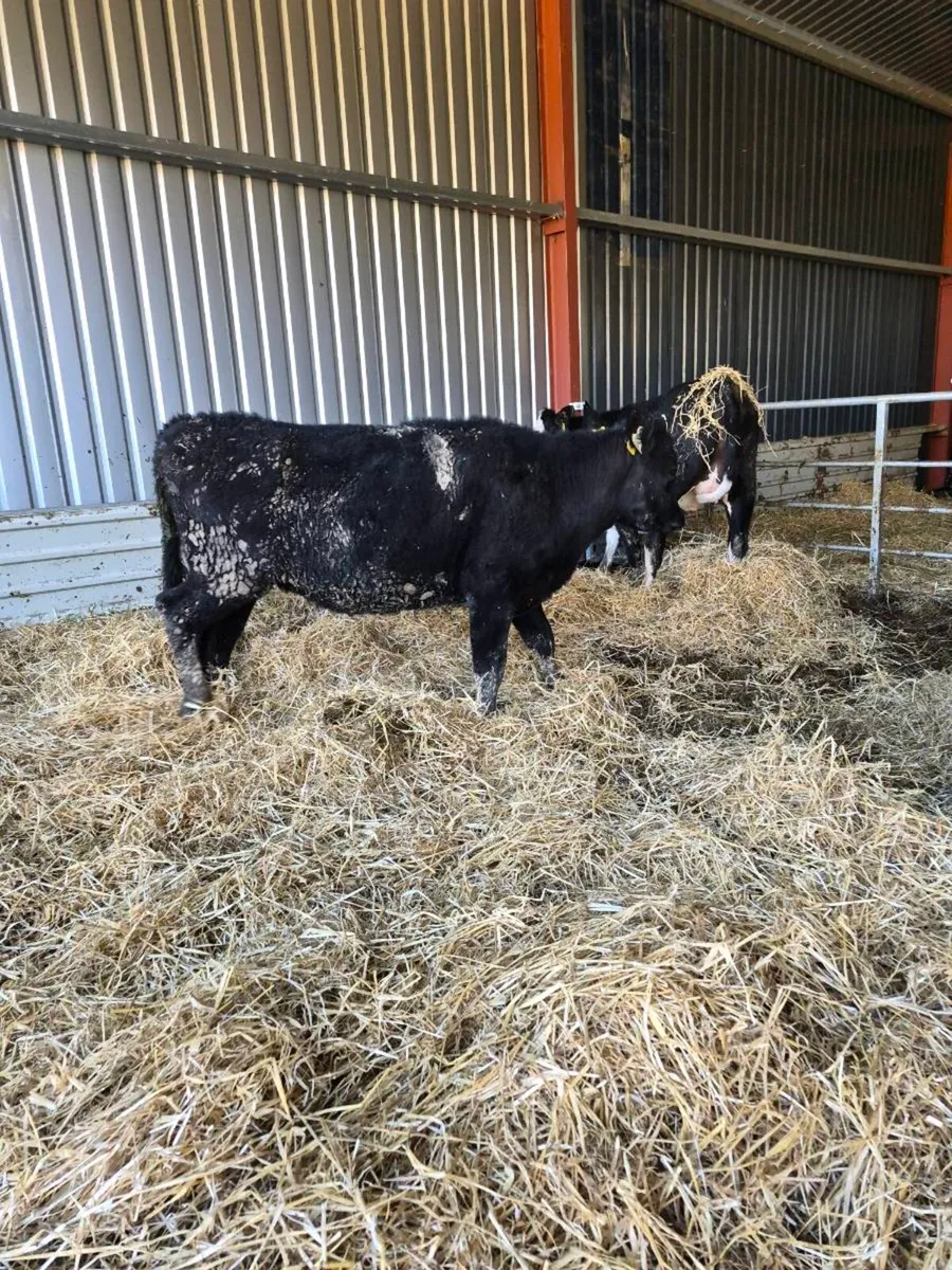 Heifers weanlings - Image 3