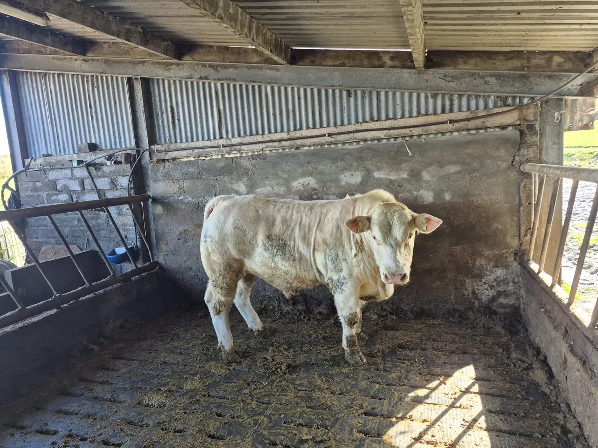Charolais bull - Image 1