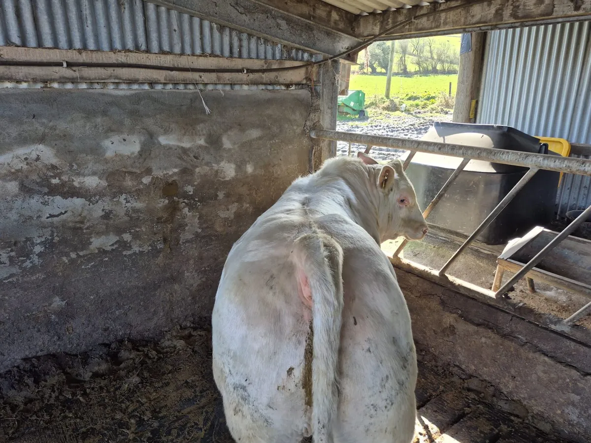 Charolais bull - Image 3