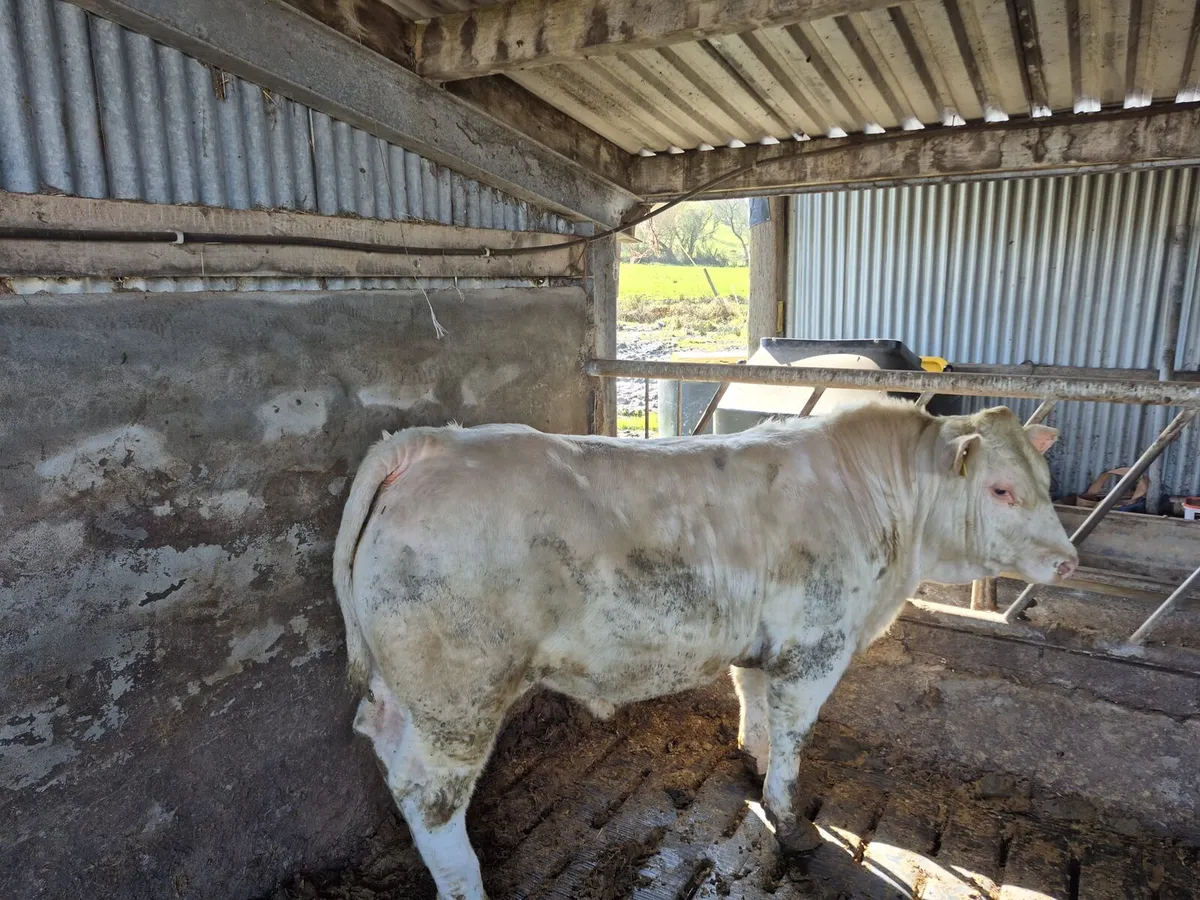 Charolais bull - Image 2