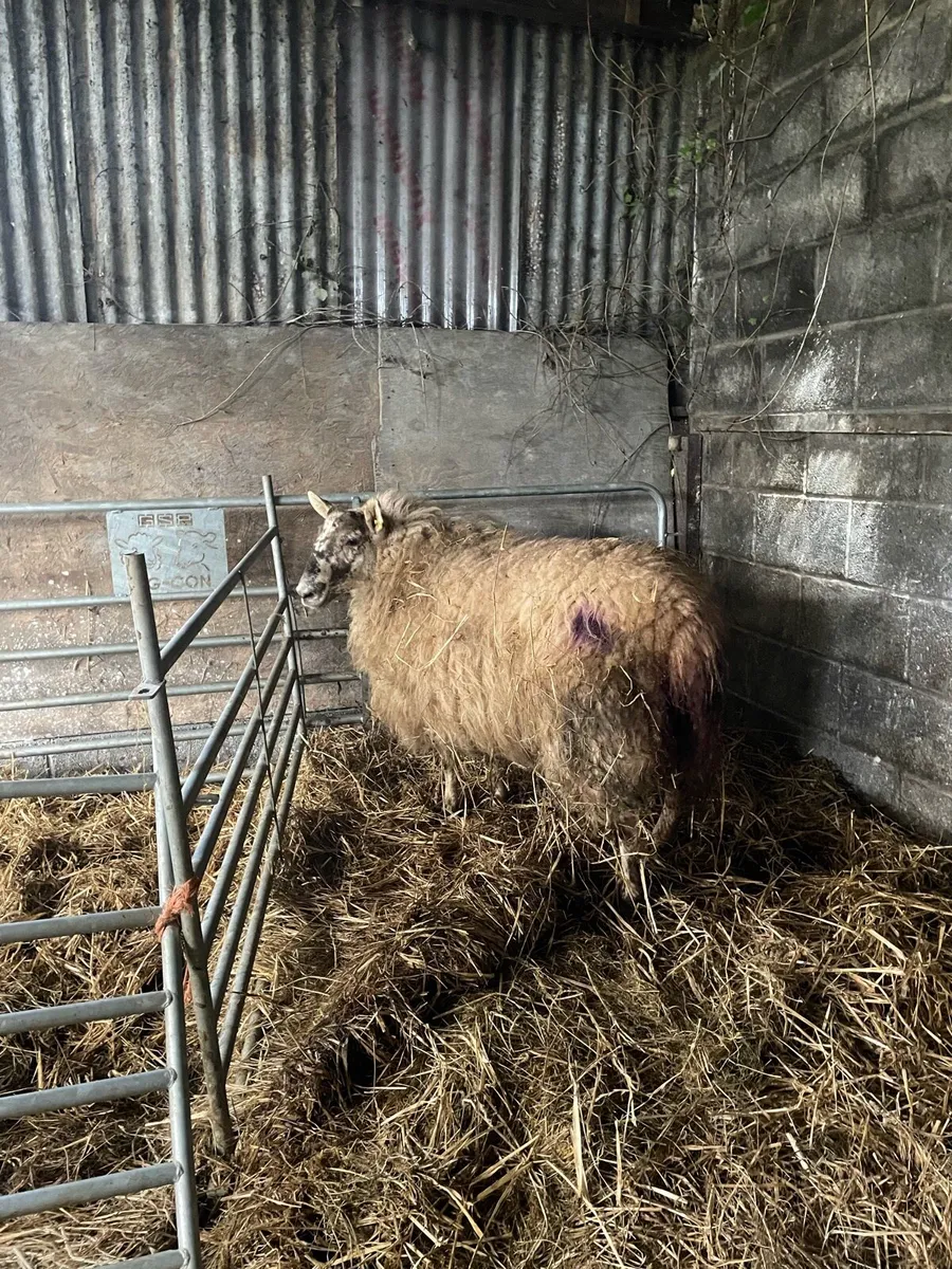 Foster ewe - Image 1