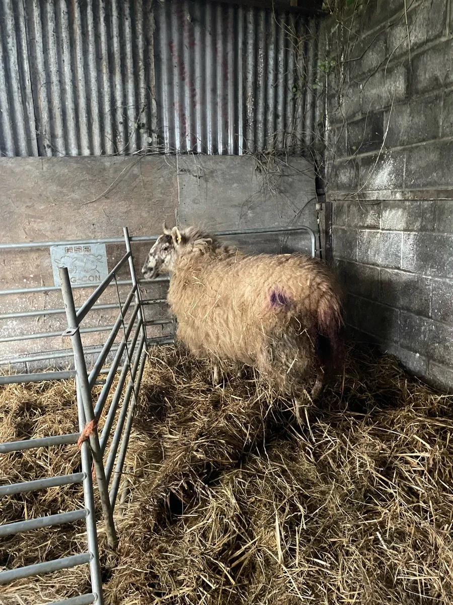 Foster ewe - Image 2