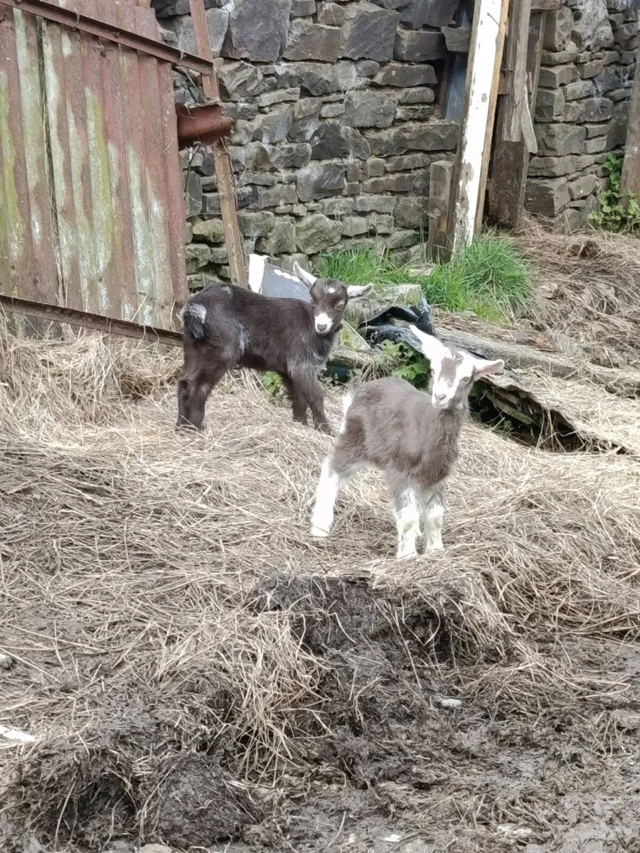 Kid goats - Image 2