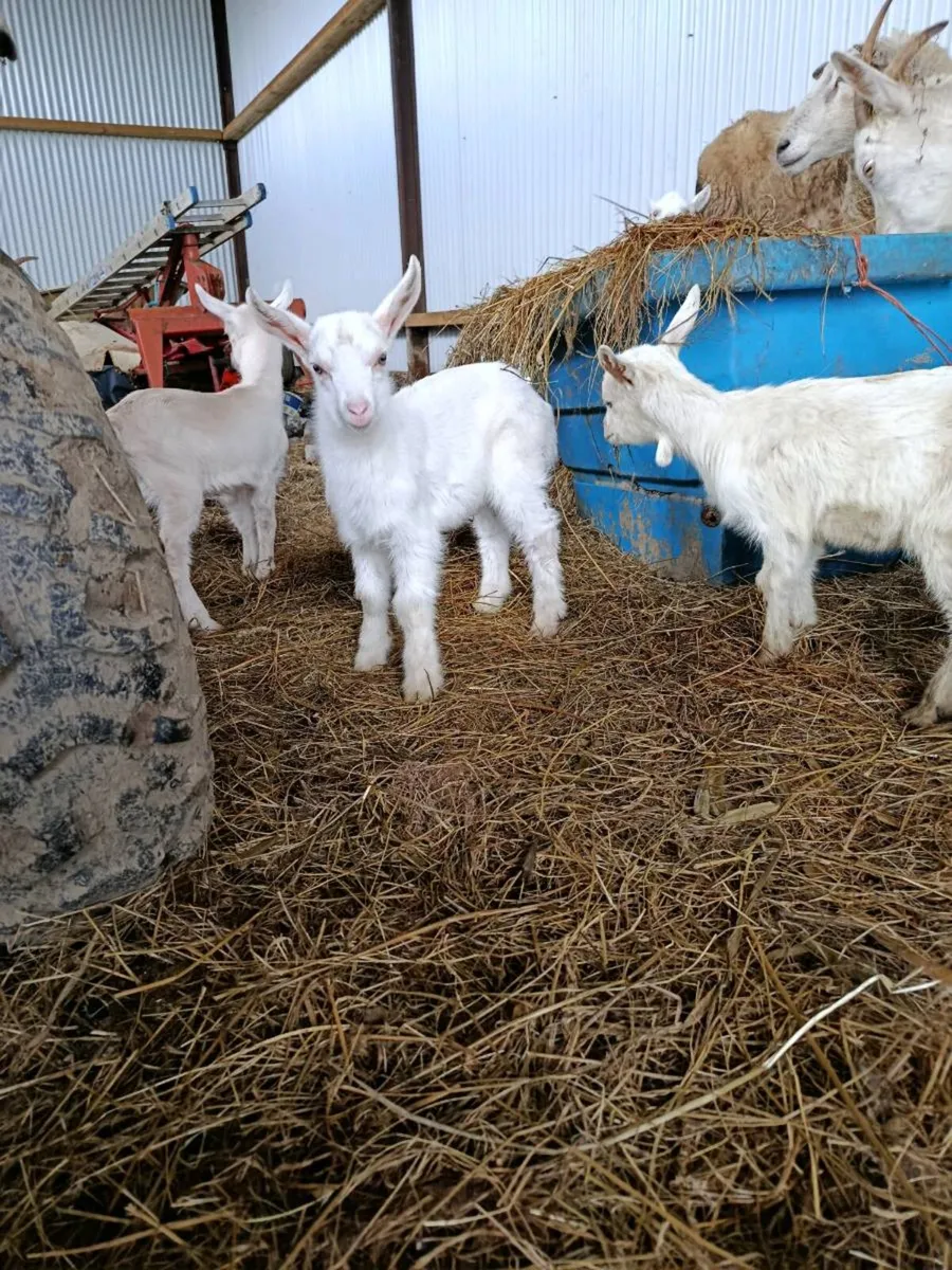Kid goats - Image 3