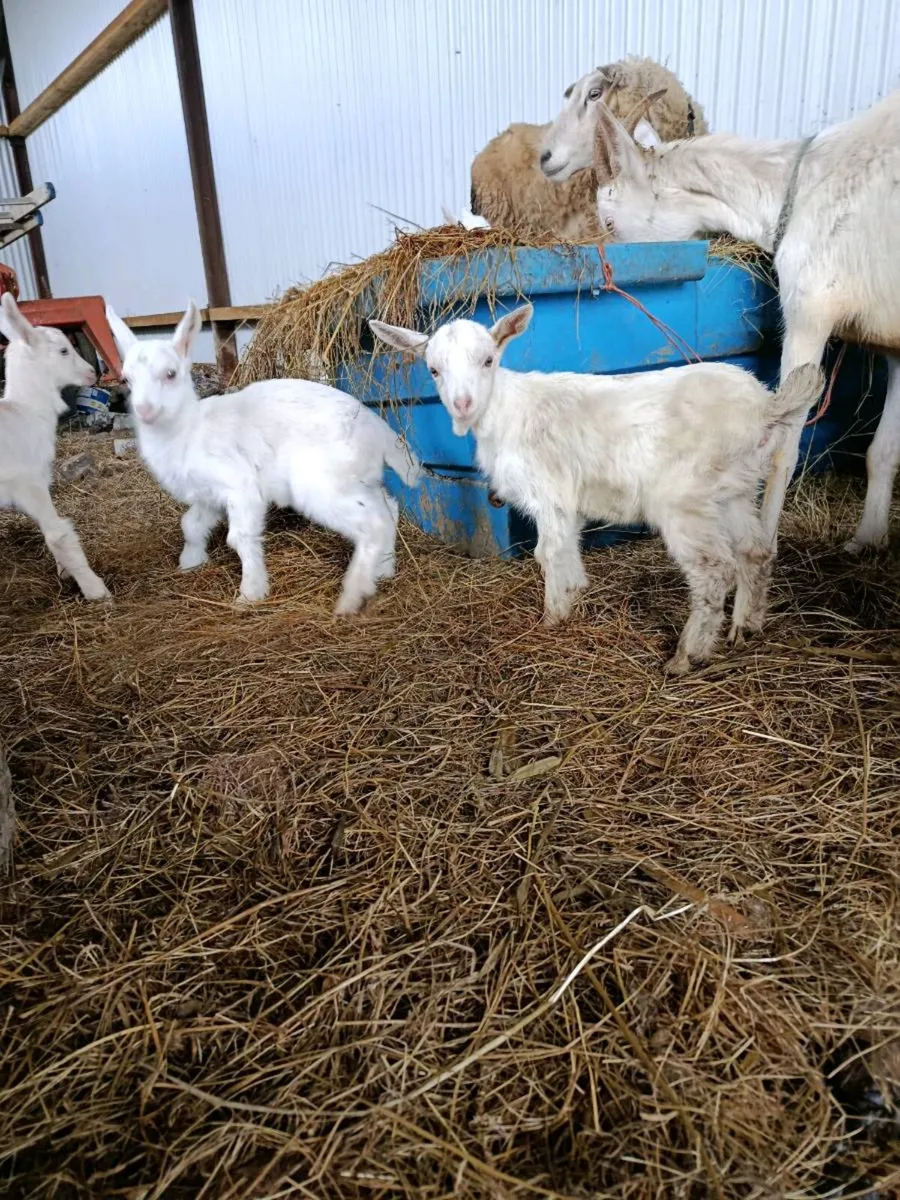 Kid goats - Image 4