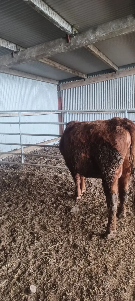 in calf heifer - Image 2