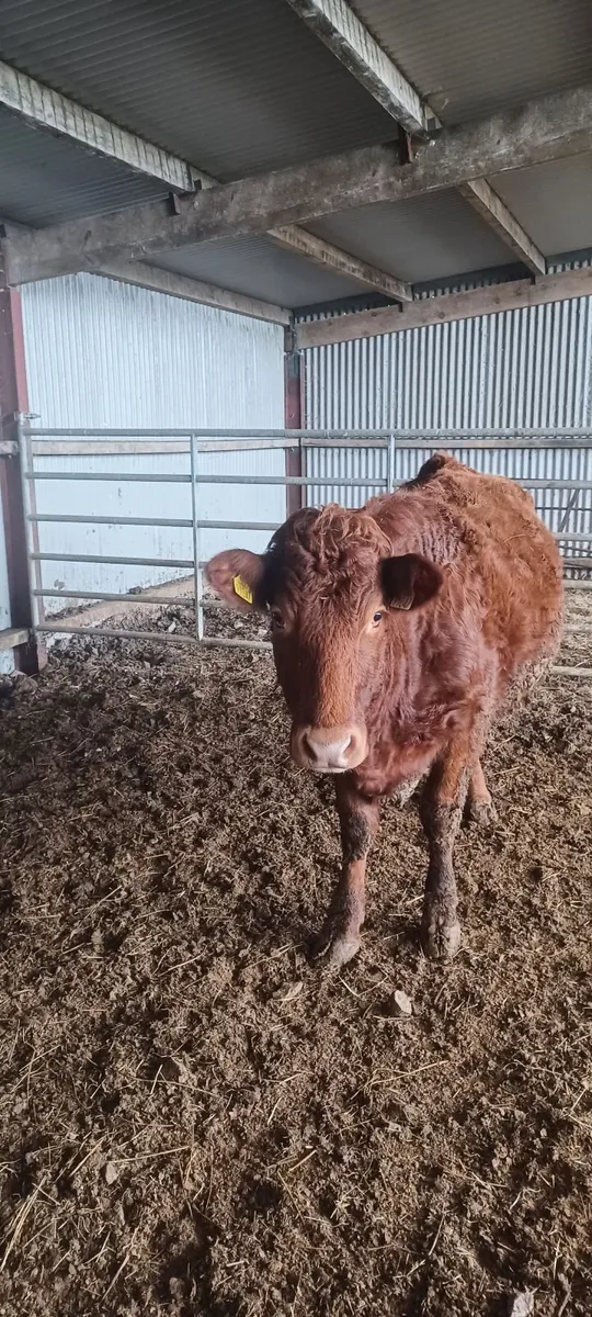 in calf heifer - Image 3