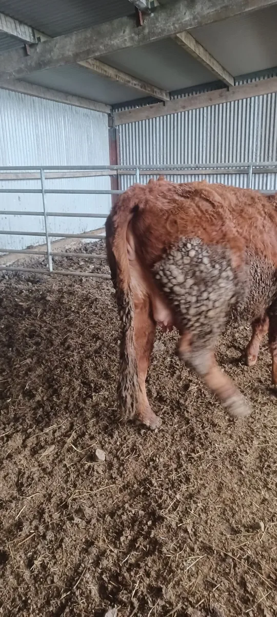 in calf heifer - Image 4