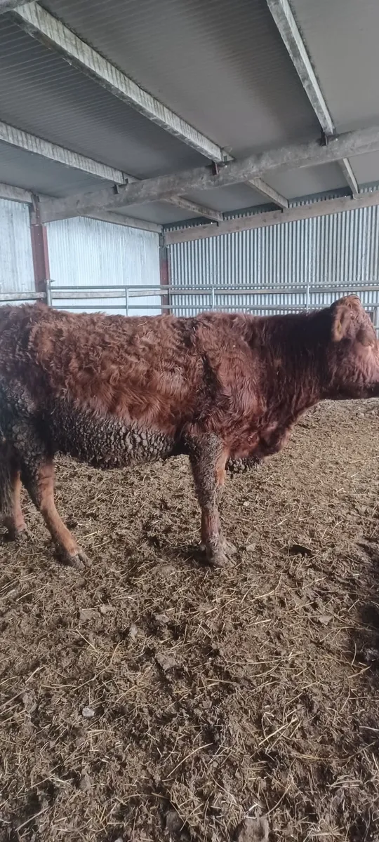 in calf heifer - Image 1
