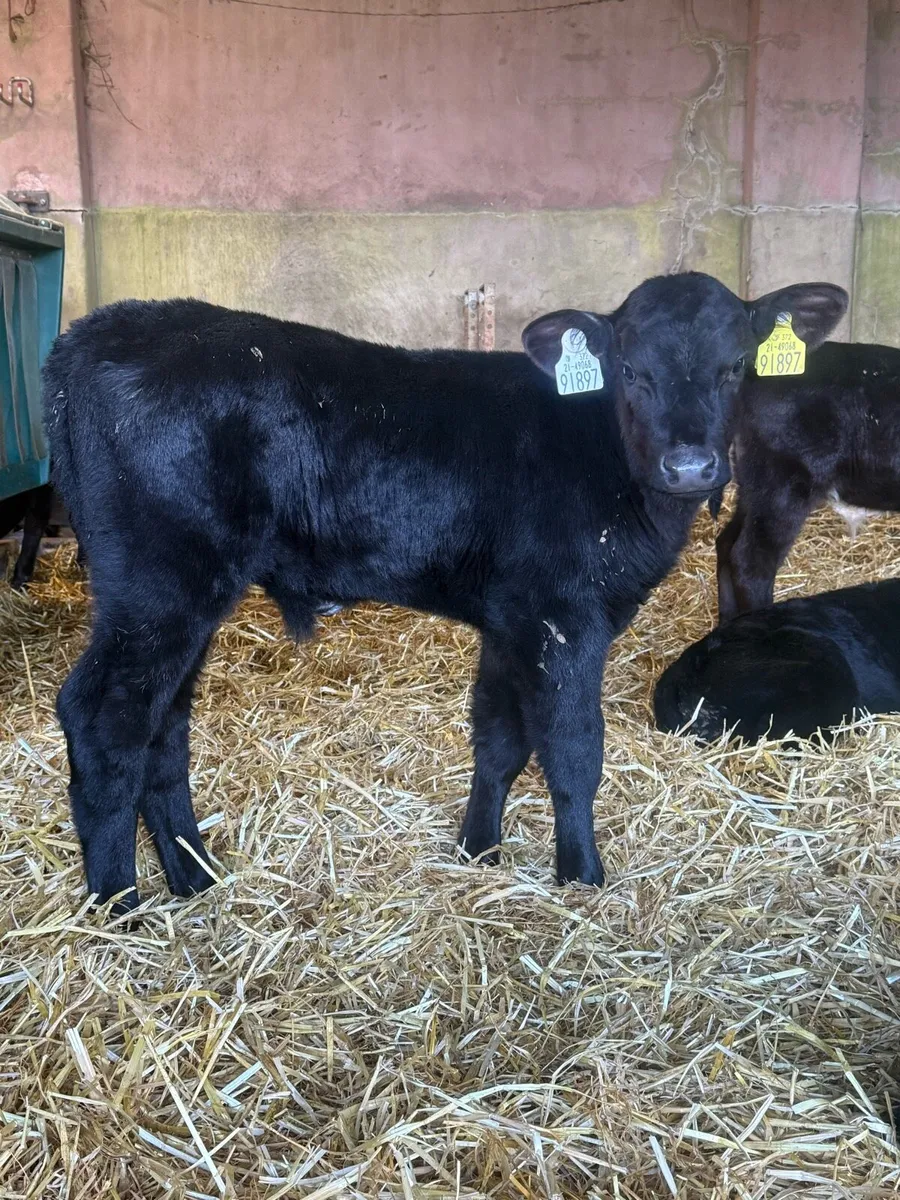 Angus bull calves - Image 1