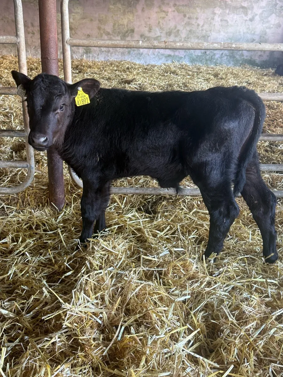 Angus bull calves - Image 2