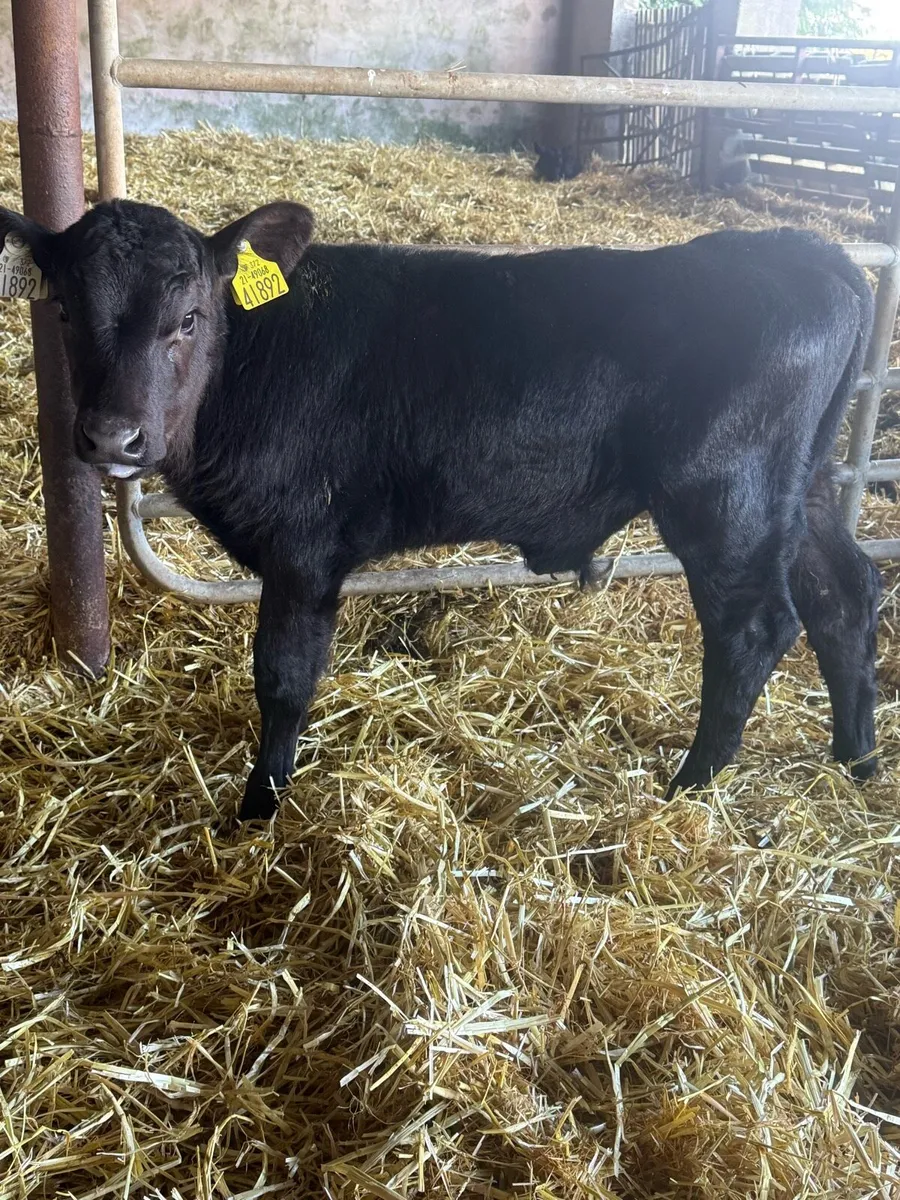 Angus bull calves - Image 3