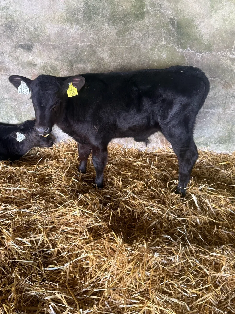 Angus bull calves - Image 4