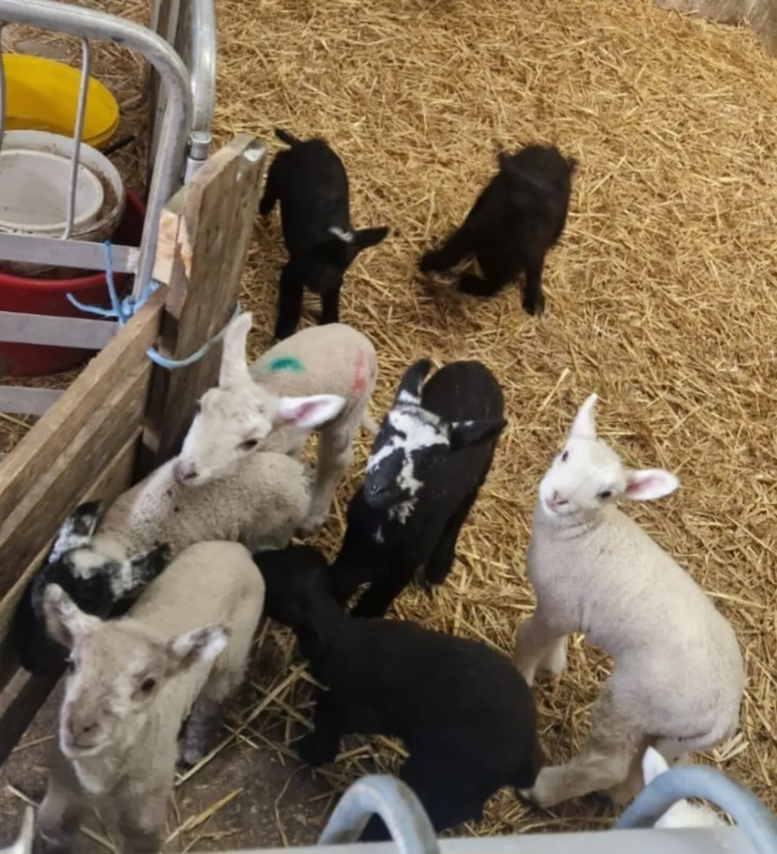 Foster/pet lambs