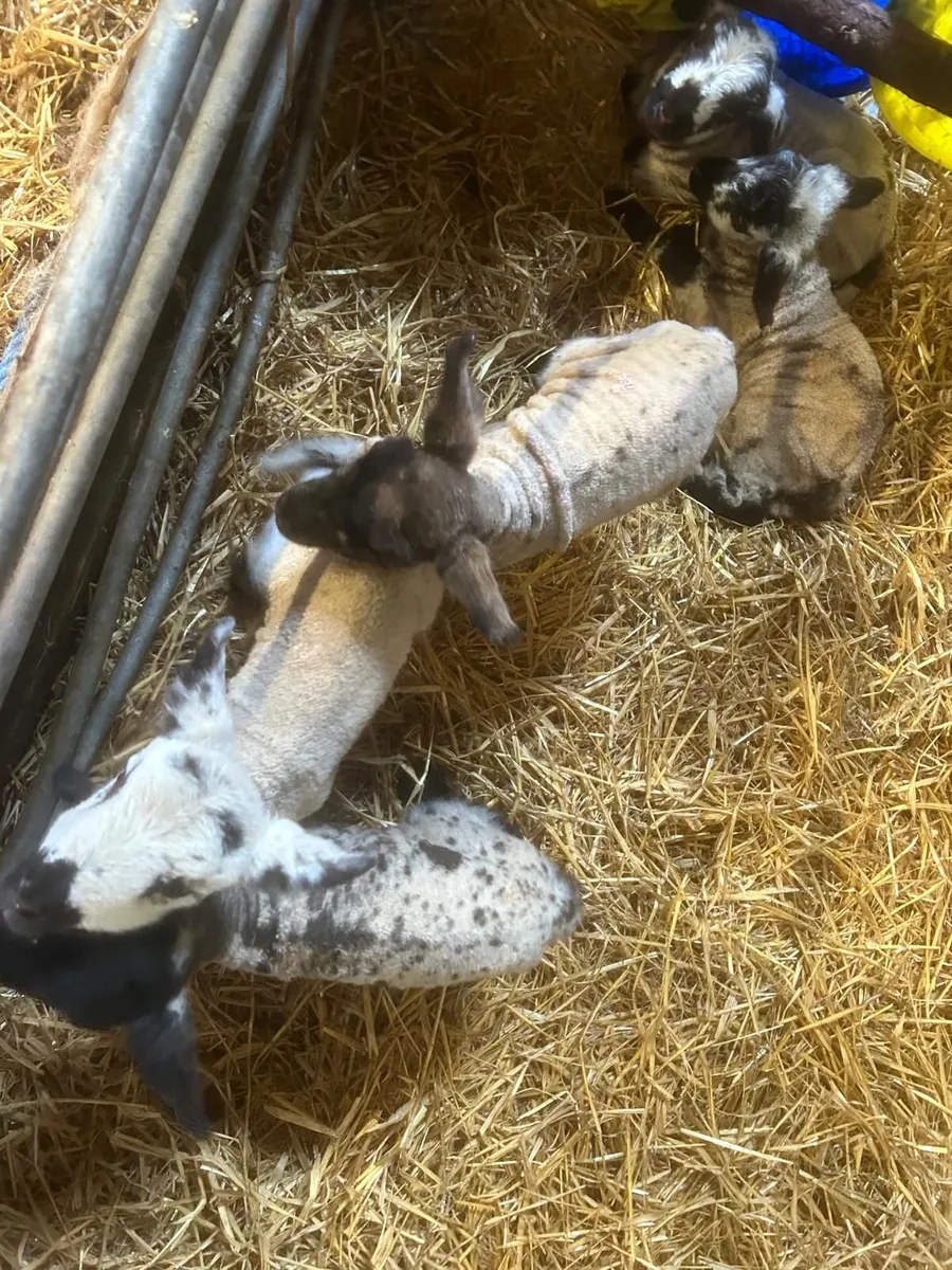 Pet lambs