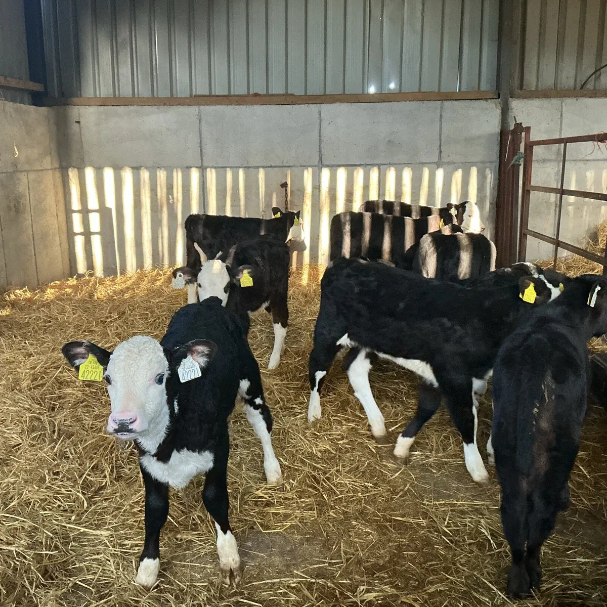 12 Heifer calves - Image 2