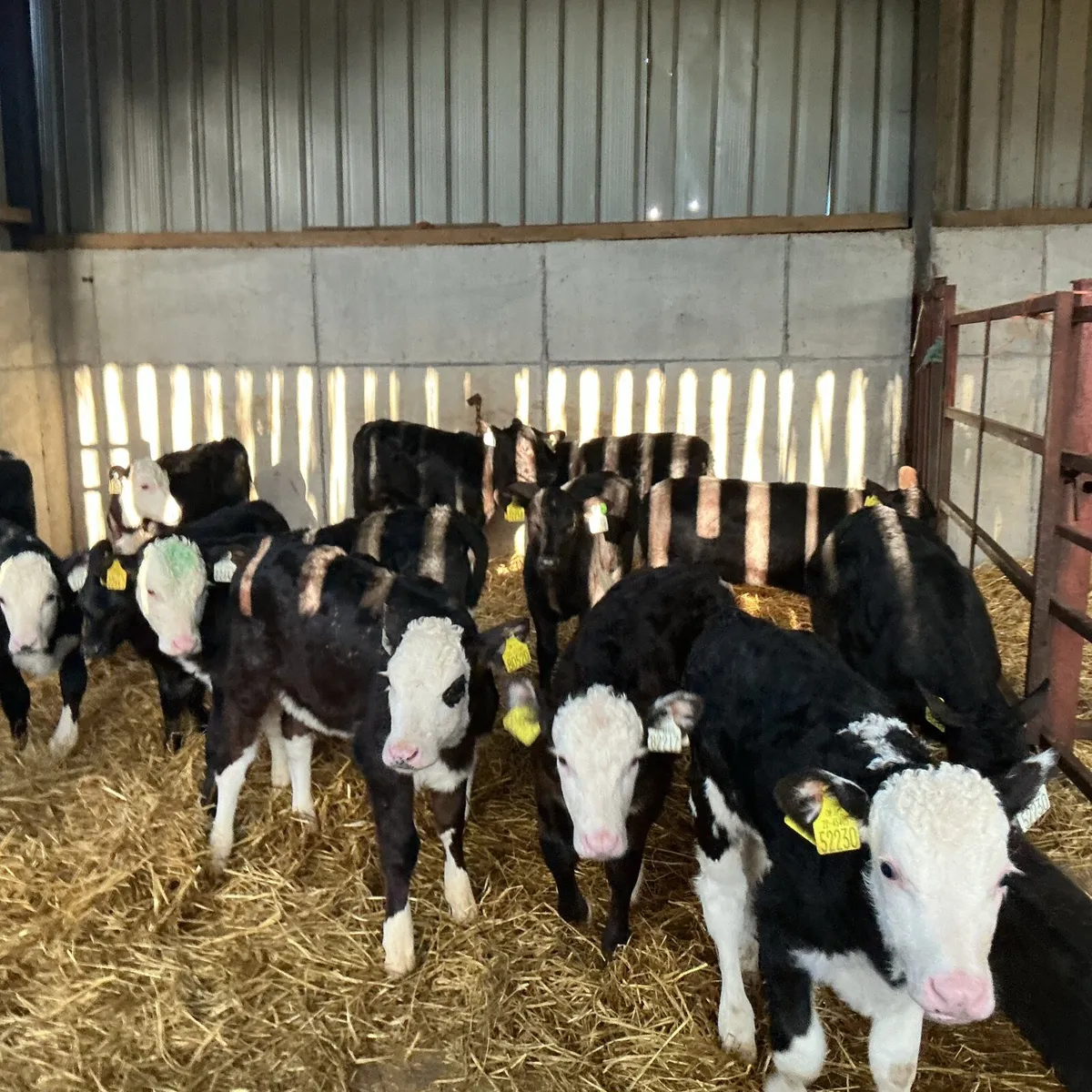 12 Heifer calves - Image 1