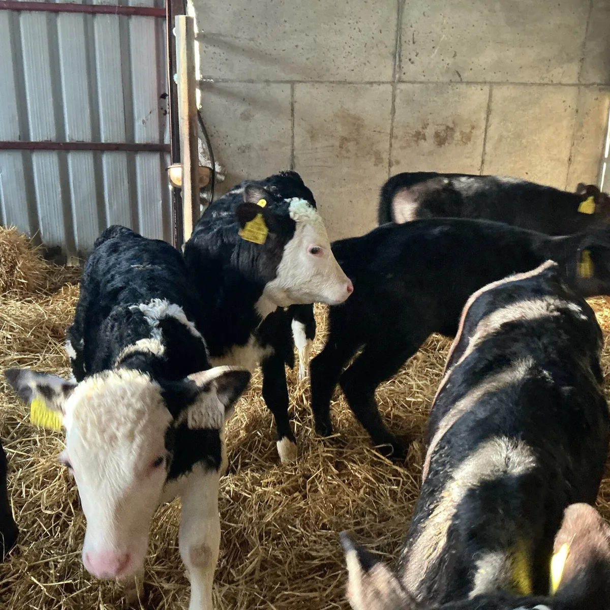 12 Heifer calves - Image 3