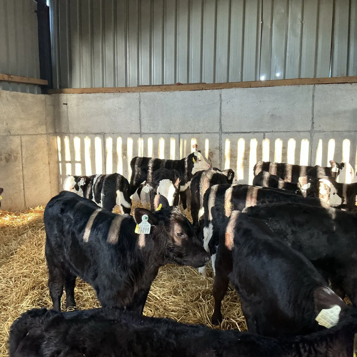 12 Heifer calves - Image 4