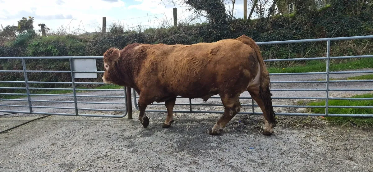Limousin bull - Image 1