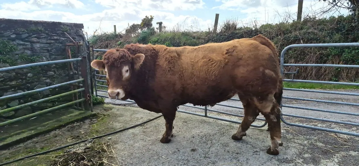 Limousin bull - Image 2