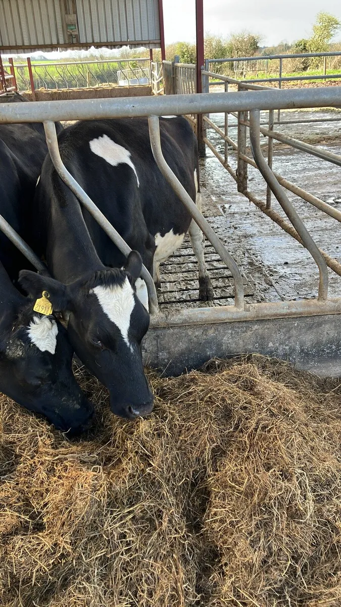 Incalf - 2 FR Cows & 1 PBR Fleck Hfr - Image 1