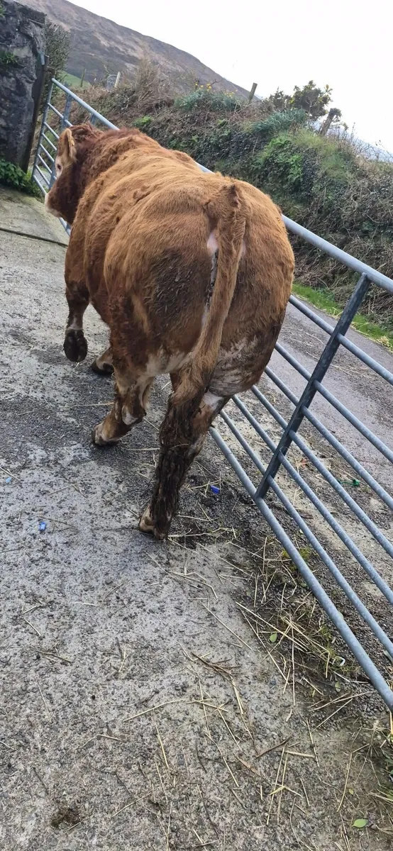 Limousin bull - Image 3