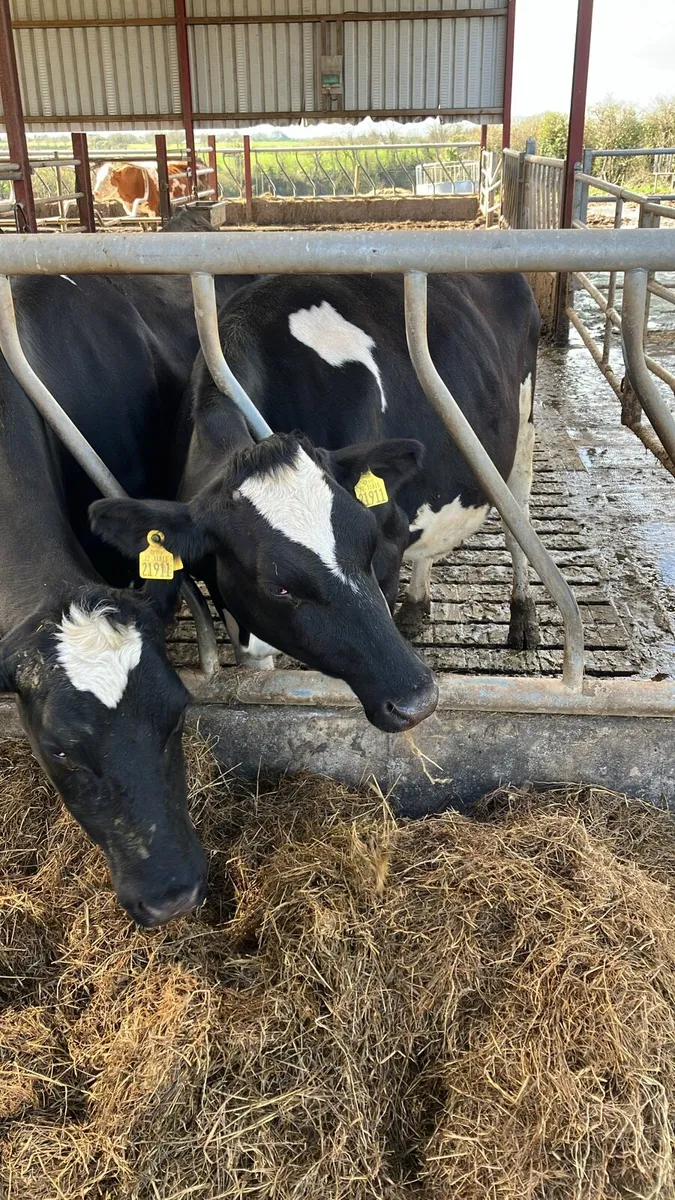 Incalf - 2 FR Cows & 1 PBR Fleck Hfr - Image 2