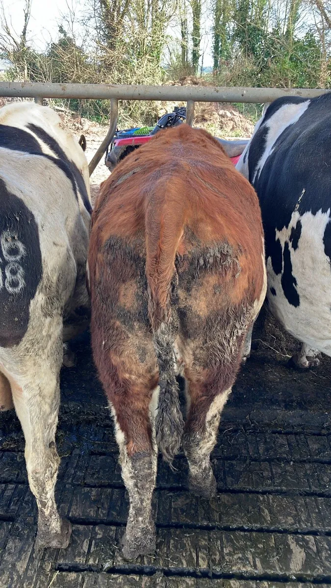 Incalf - 2 FR Cows & 1 PBR Fleck Hfr - Image 4