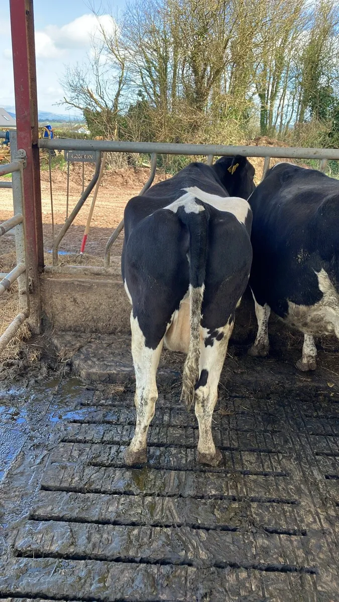 Incalf - 2 FR Cows & 1 PBR Fleck Hfr - Image 3