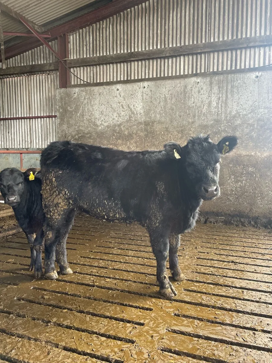 PBR Angus heifers - Image 1