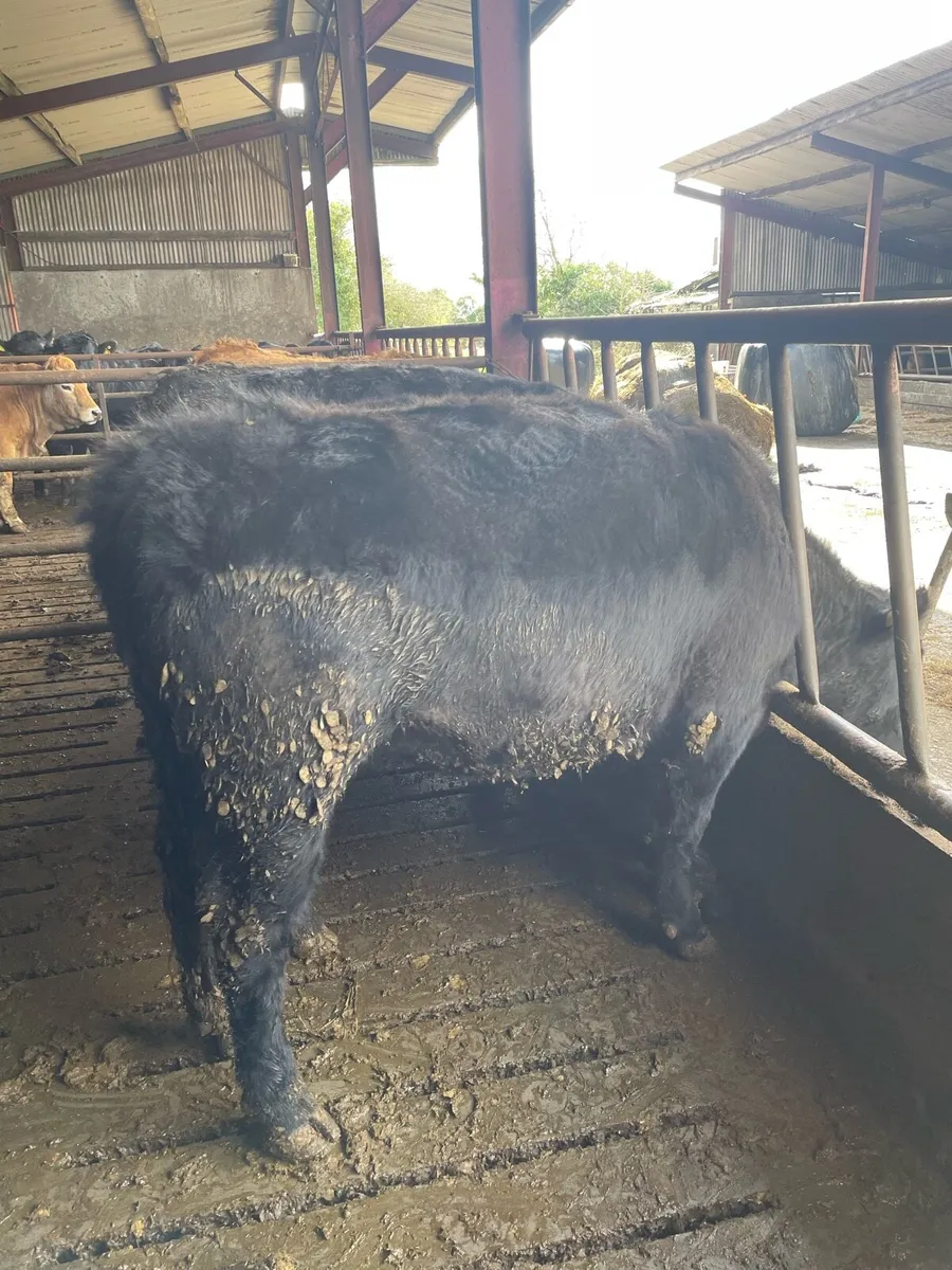 PBR Angus heifers - Image 2