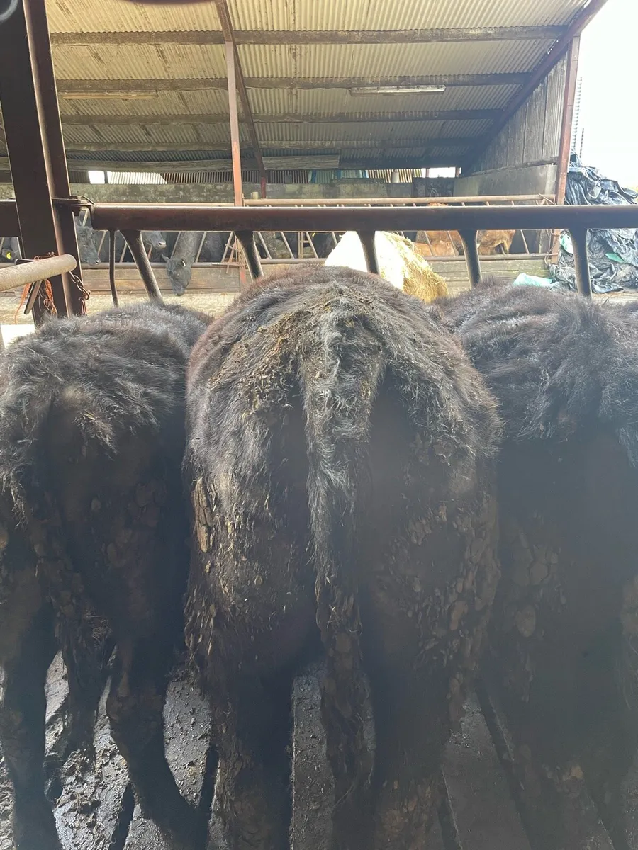 PBR Angus heifers - Image 3