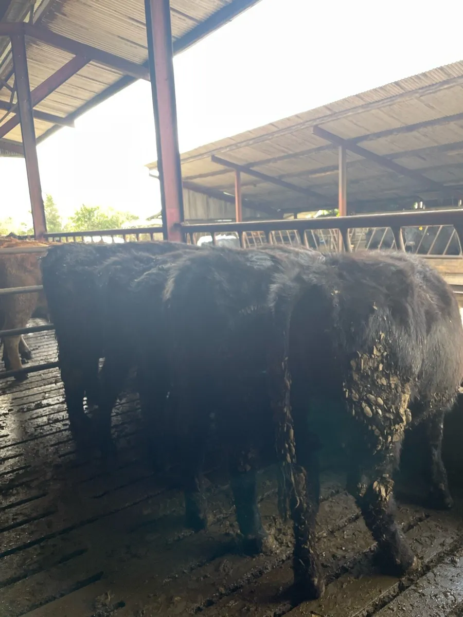 PBR Angus heifers - Image 4