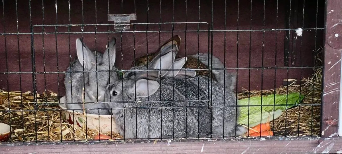 5 rabbits for sale - Image 3