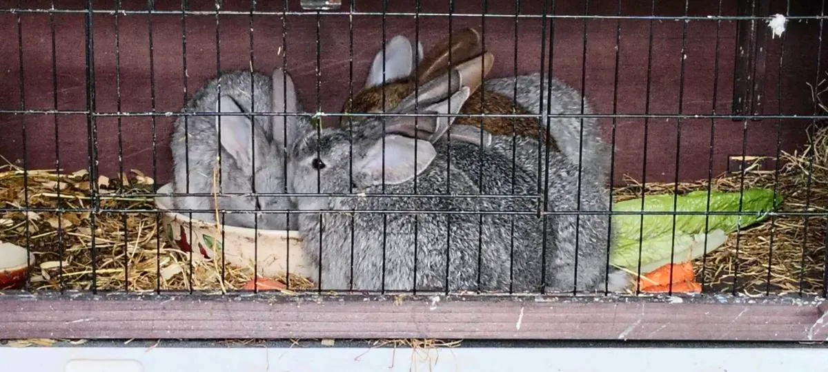 5 rabbits for sale - Image 1