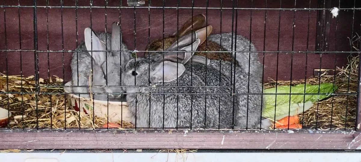 5 rabbits for sale - Image 2