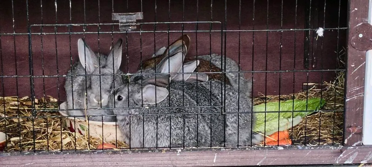 5 rabbits for sale - Image 4
