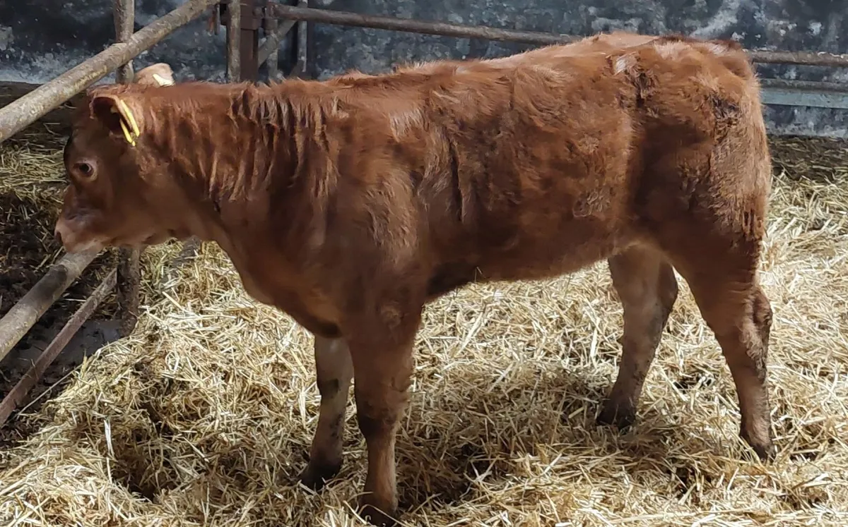 2.5 month old calf - Image 1