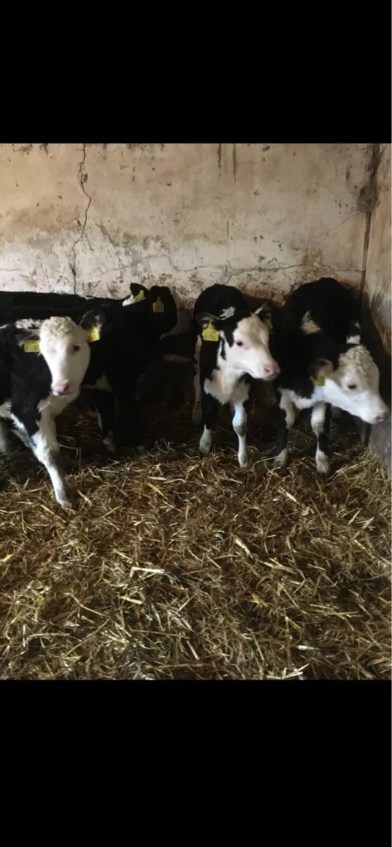 Hereford heifers