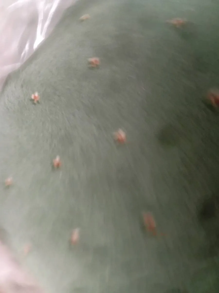 Carpet 16x16 app - Image 1