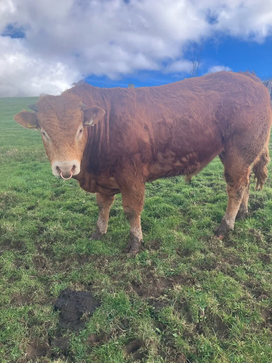 Purebred limousine bull - Image 2