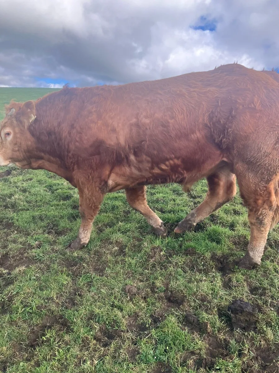 Purebred limousine bull - Image 3
