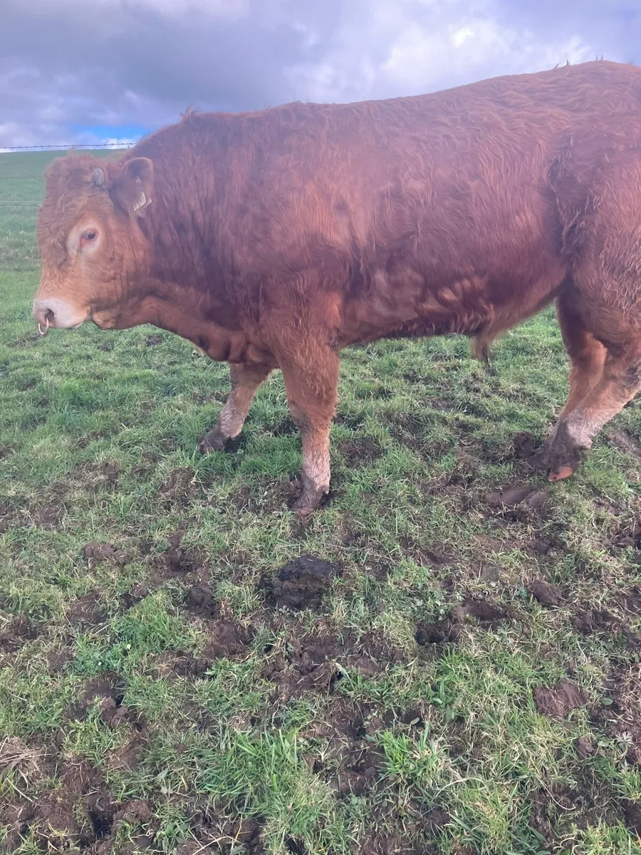 Purebred limousine bull - Image 4