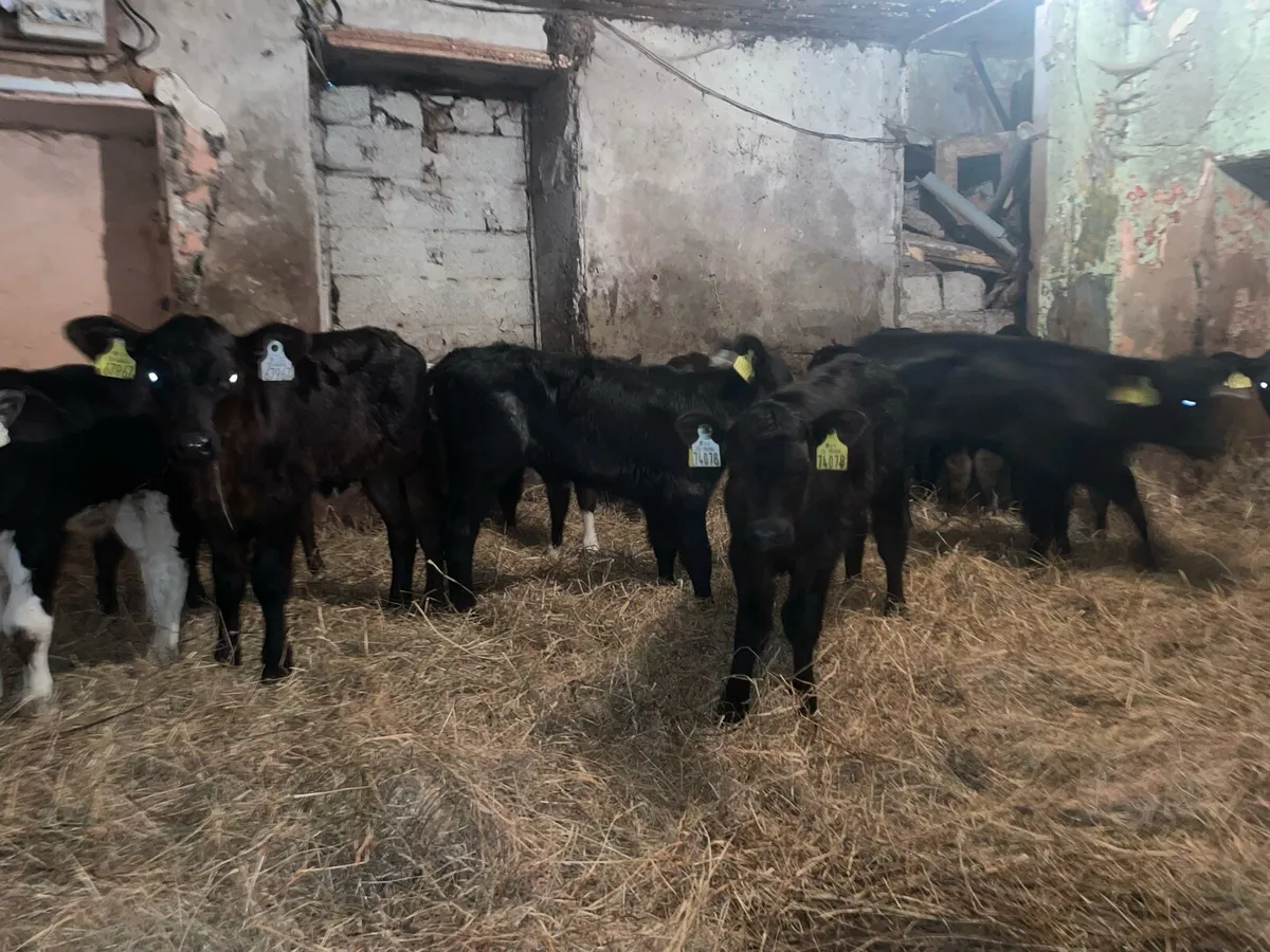 Bull calves - Image 1