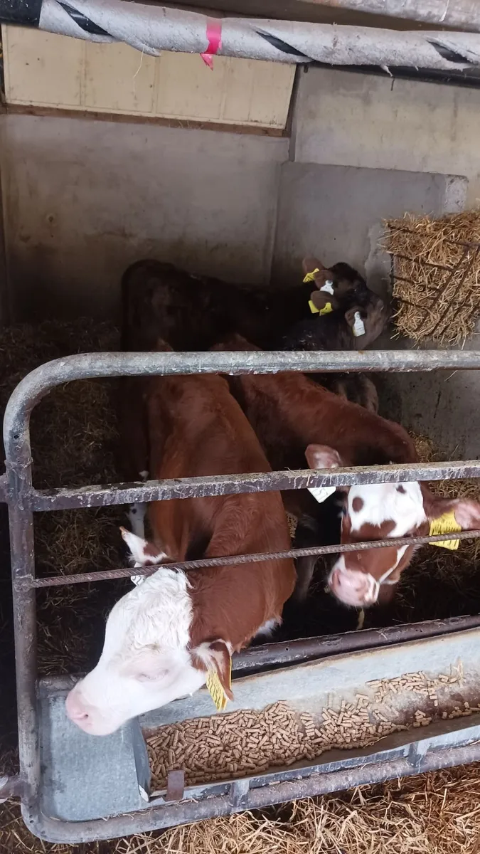 Best Value Calves *Avoid the hassle of the Mart* - Image 3